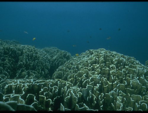 Old picture of coral reef