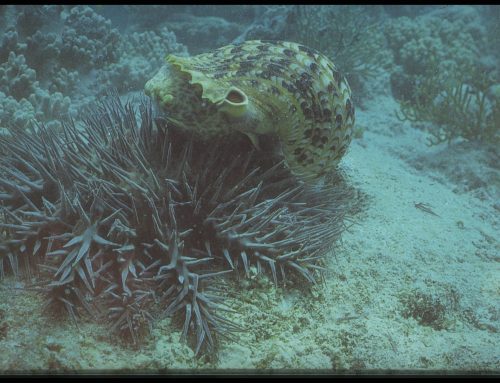 The only natural enemy of Acanthaster