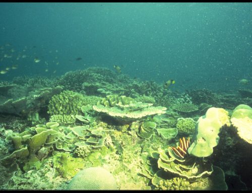 The Coral Reef (old photo)
